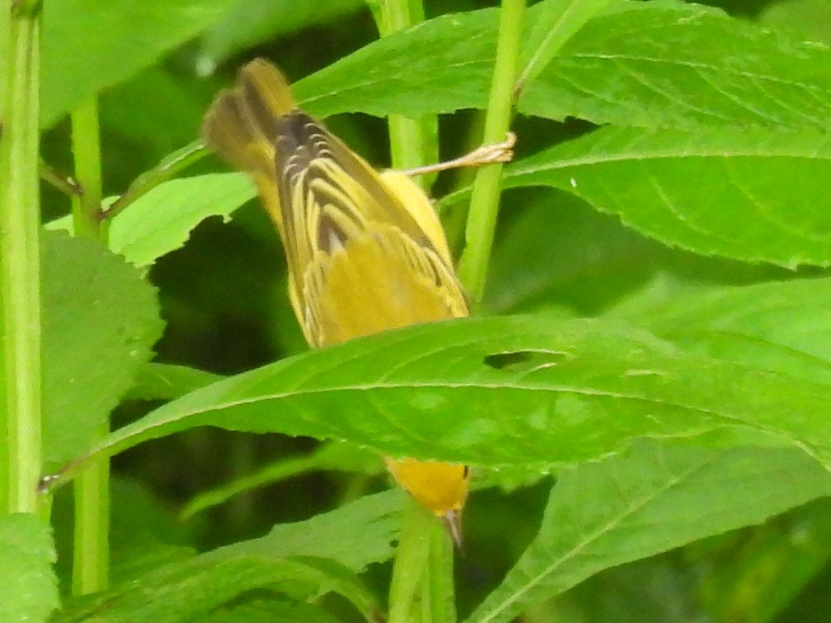 Common Yellowthroat - ML622126763