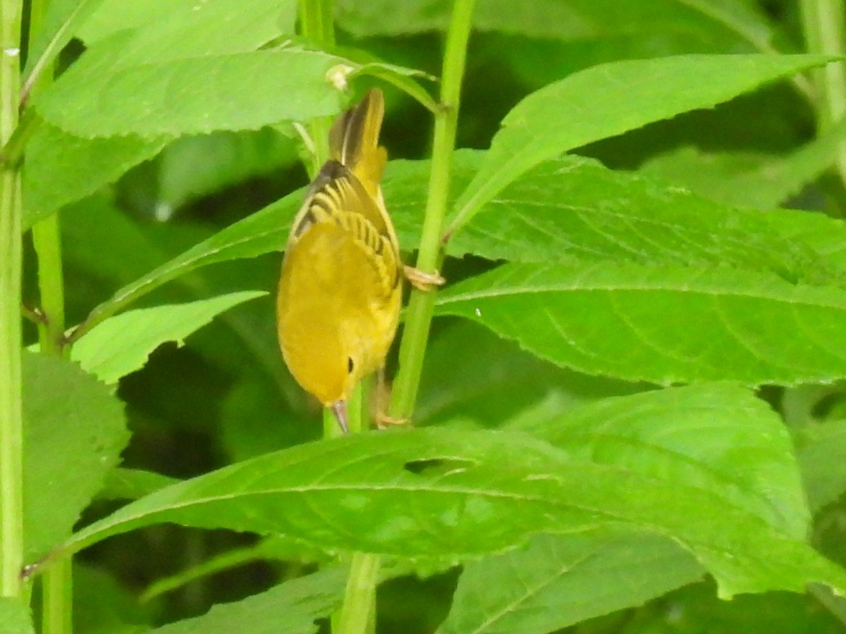 Common Yellowthroat - ML622126764