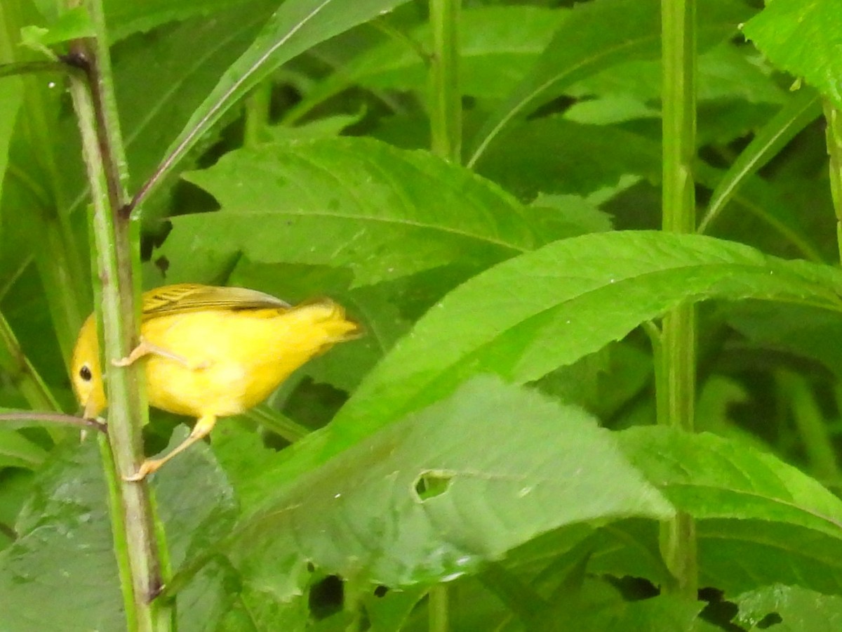 Common Yellowthroat - ML622126765