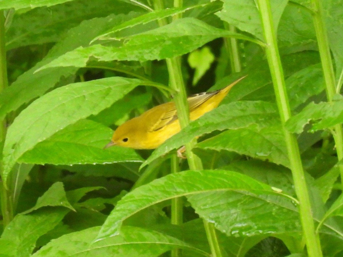 Common Yellowthroat - Judy McCord