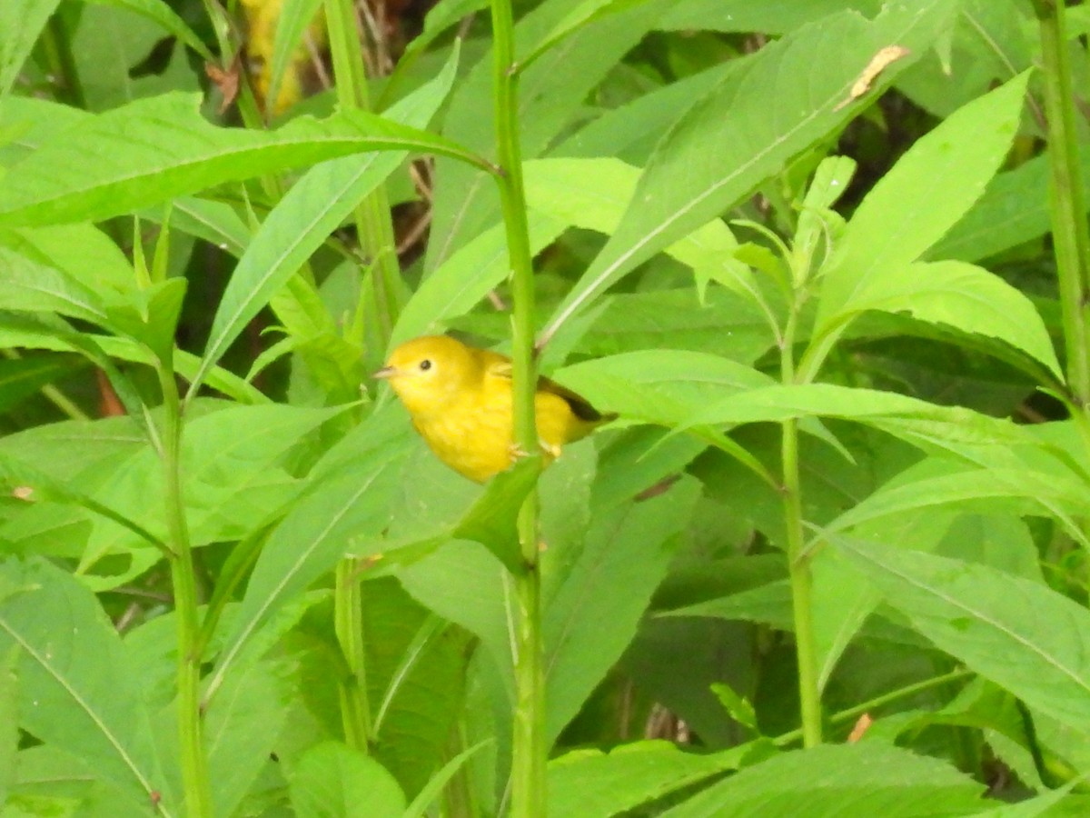 Common Yellowthroat - ML622126767