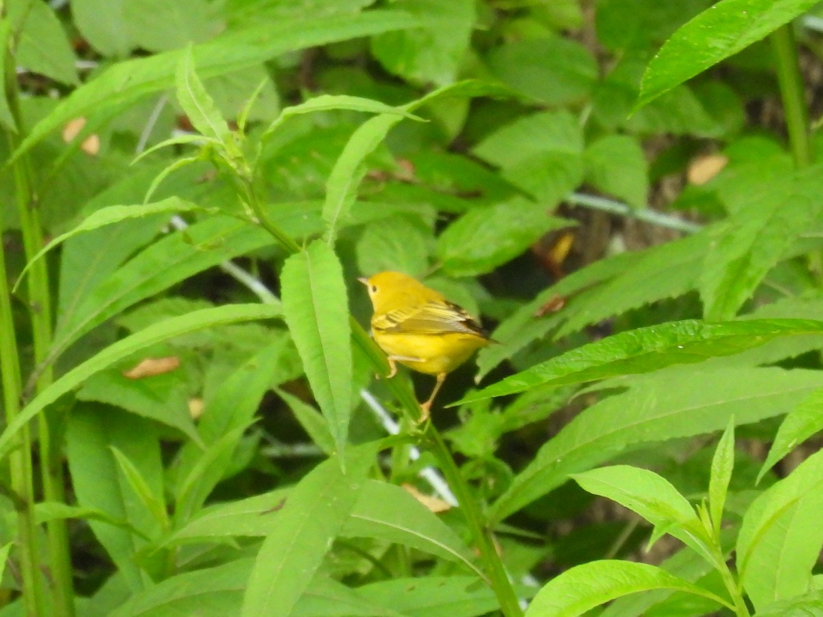 Common Yellowthroat - ML622126768