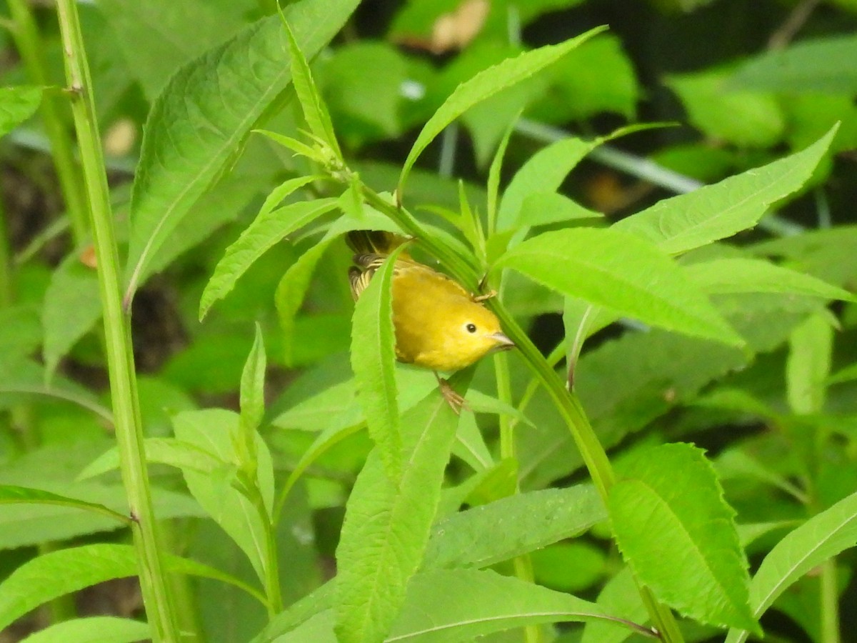 Common Yellowthroat - ML622126769