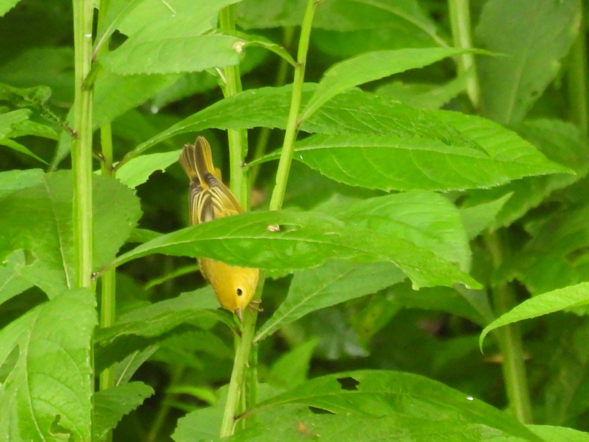 Common Yellowthroat - ML622126770