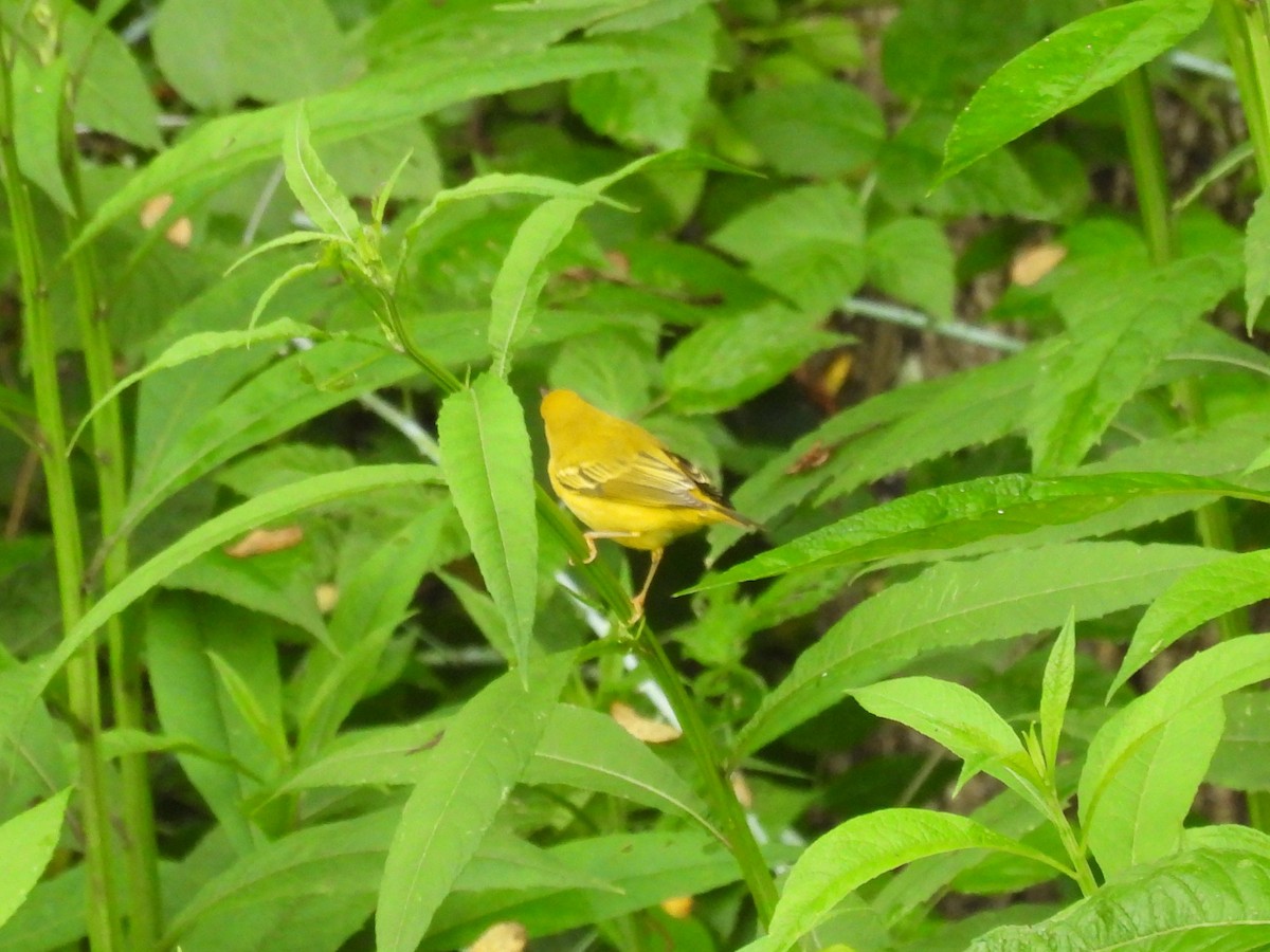 Common Yellowthroat - ML622126771