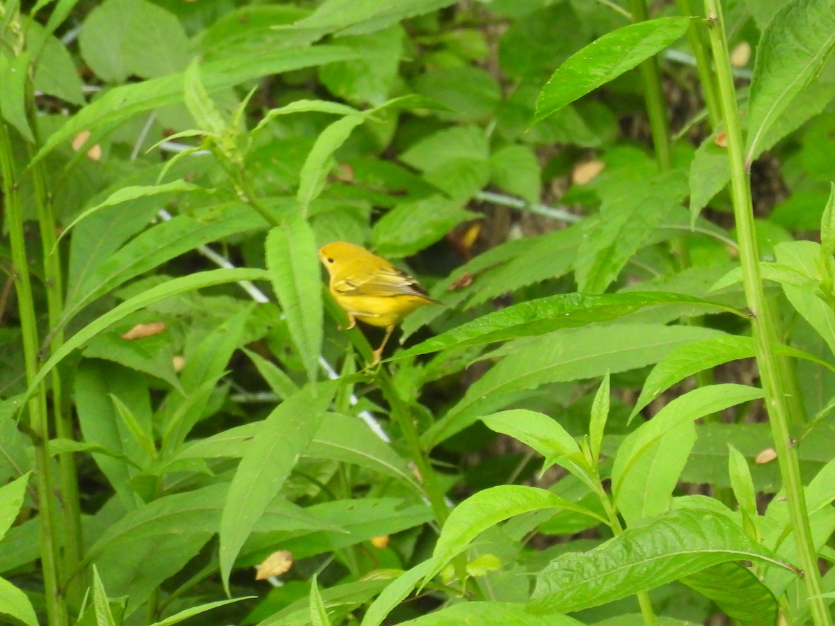 Common Yellowthroat - ML622126772