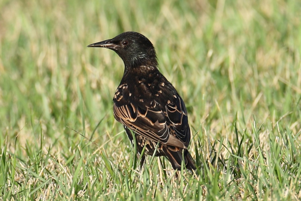 European Starling - ML622126773