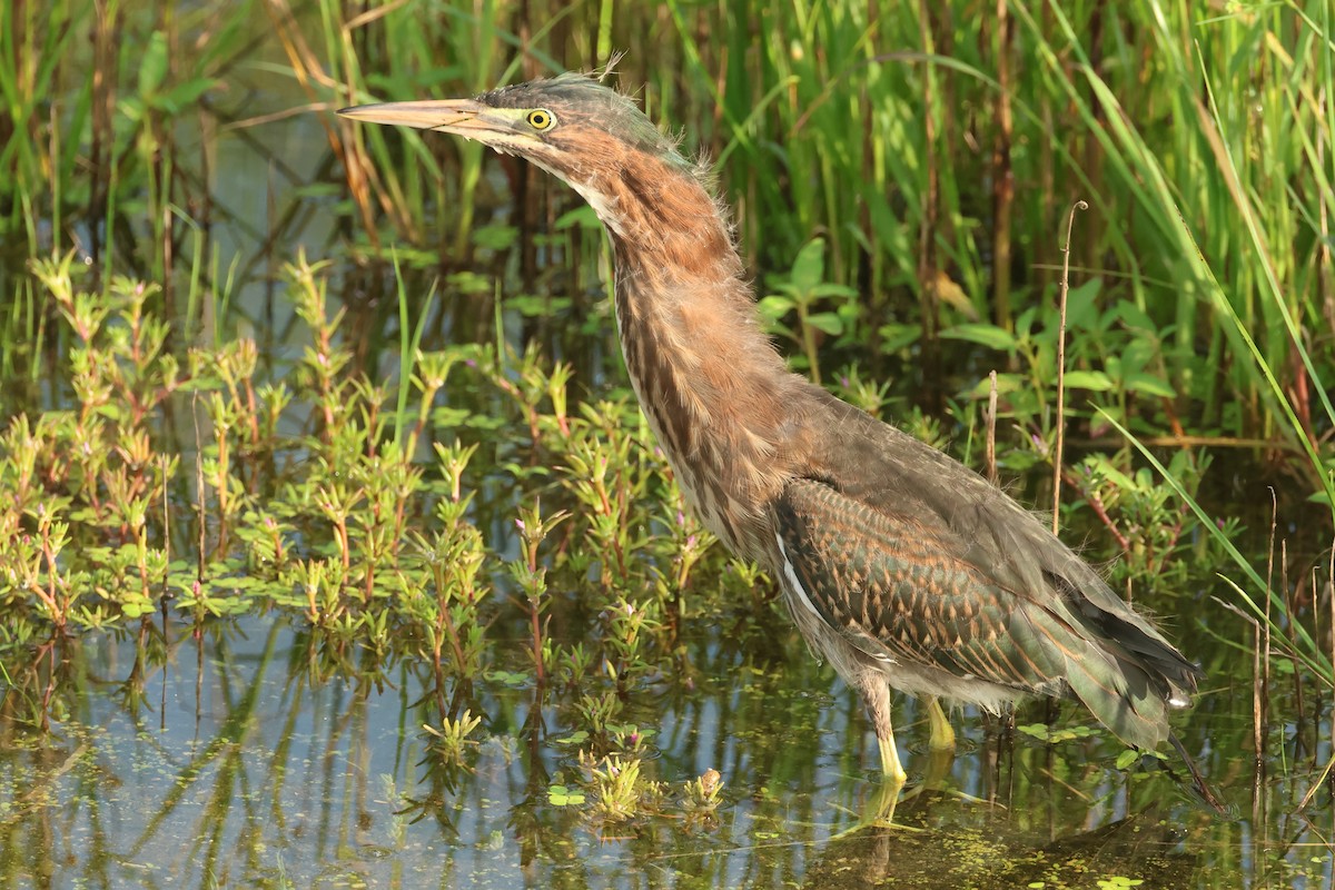 Green Heron - ML622126775