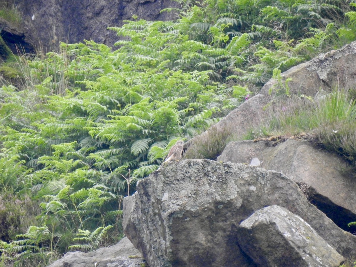 Eurasian Kestrel (Eurasian) - ML622126779