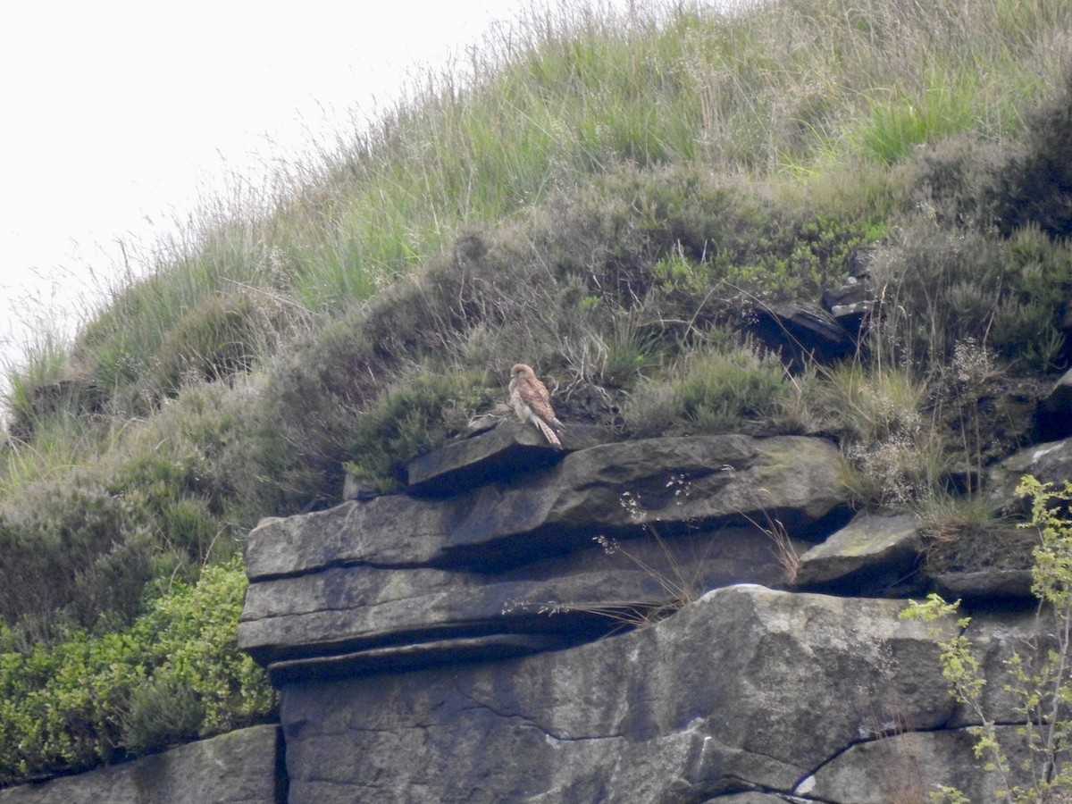 Eurasian Kestrel (Eurasian) - ML622126780