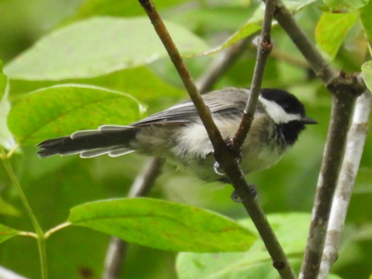 Black-capped Chickadee - ML622126782