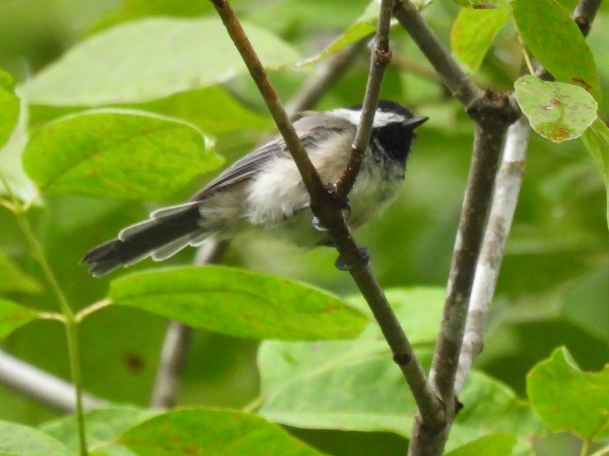 Black-capped Chickadee - ML622126783