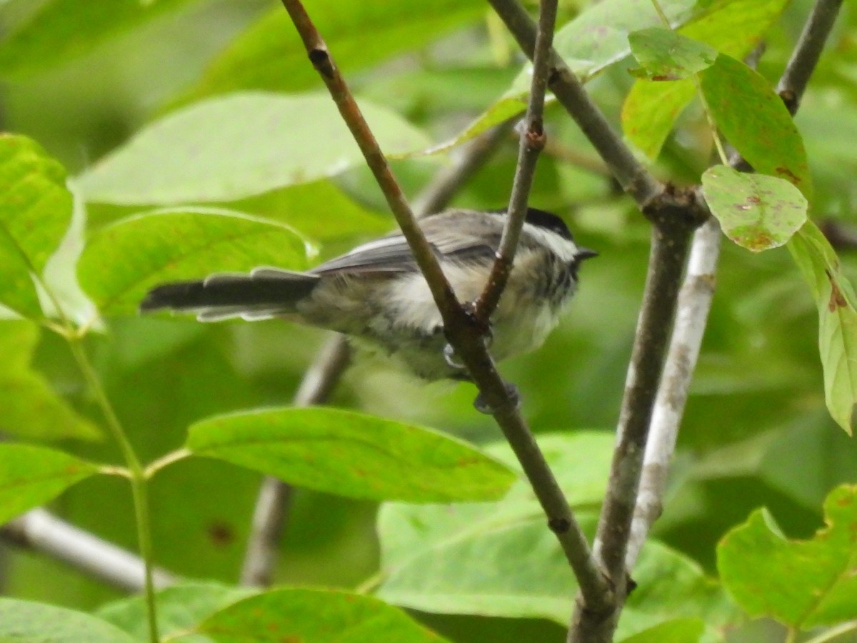 Black-capped Chickadee - ML622126784