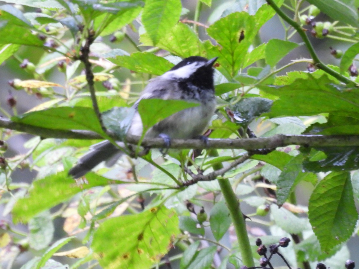 Black-capped Chickadee - ML622126785