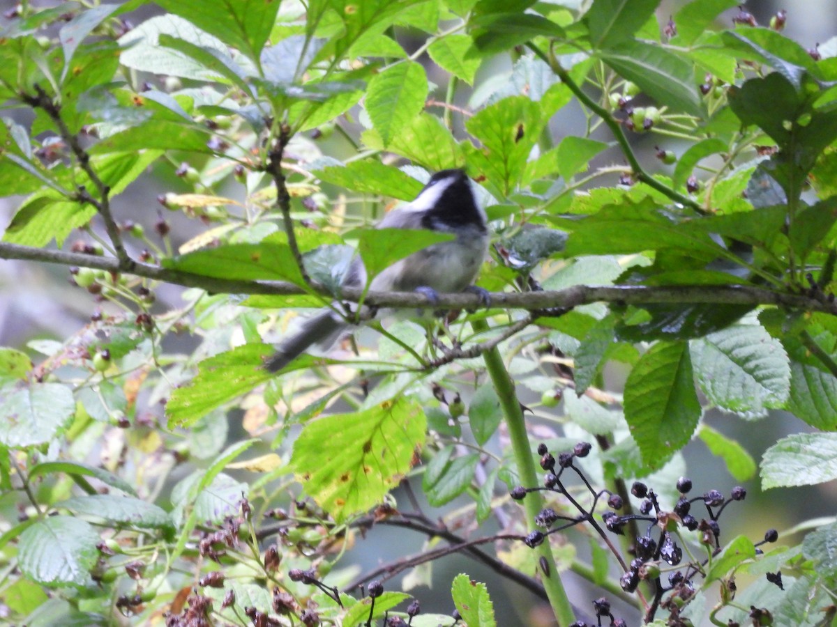 Black-capped Chickadee - ML622126787