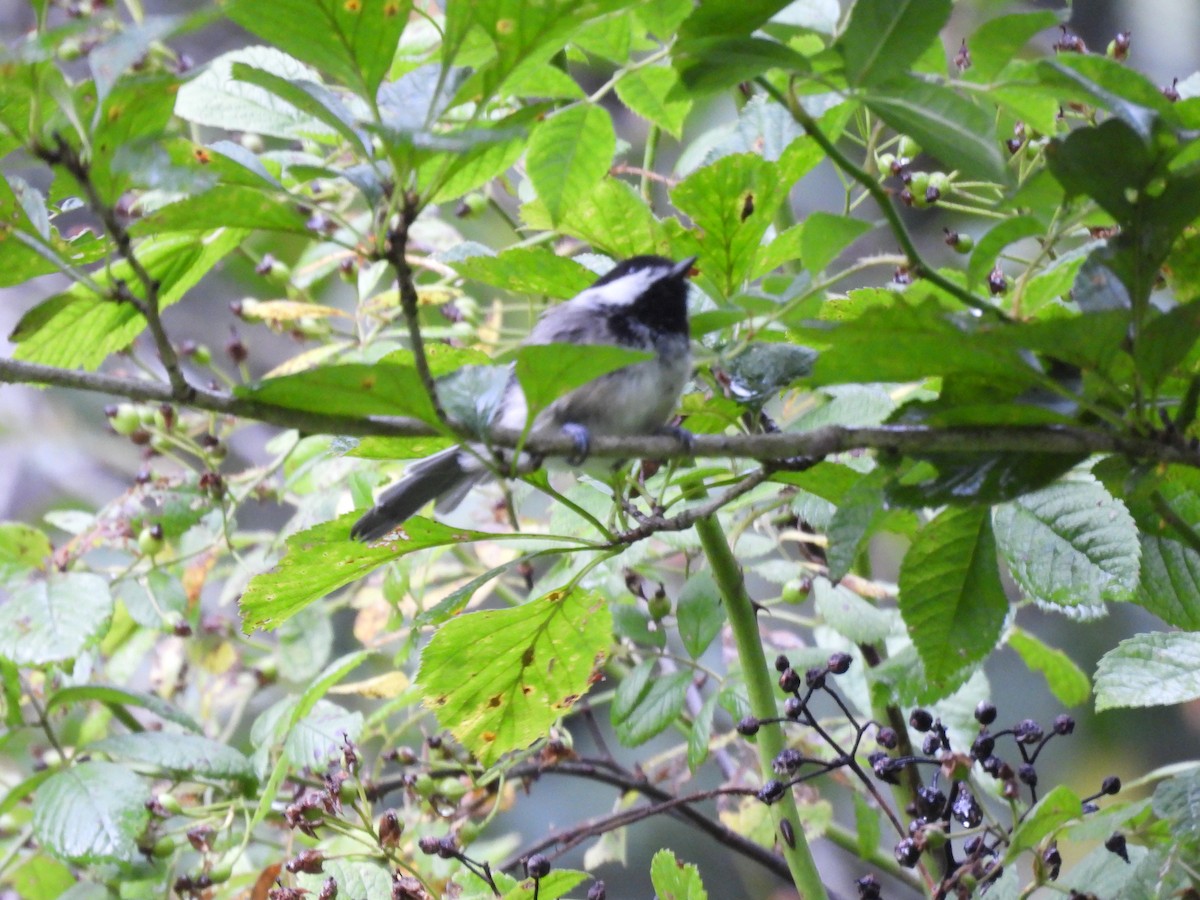 Black-capped Chickadee - ML622126788