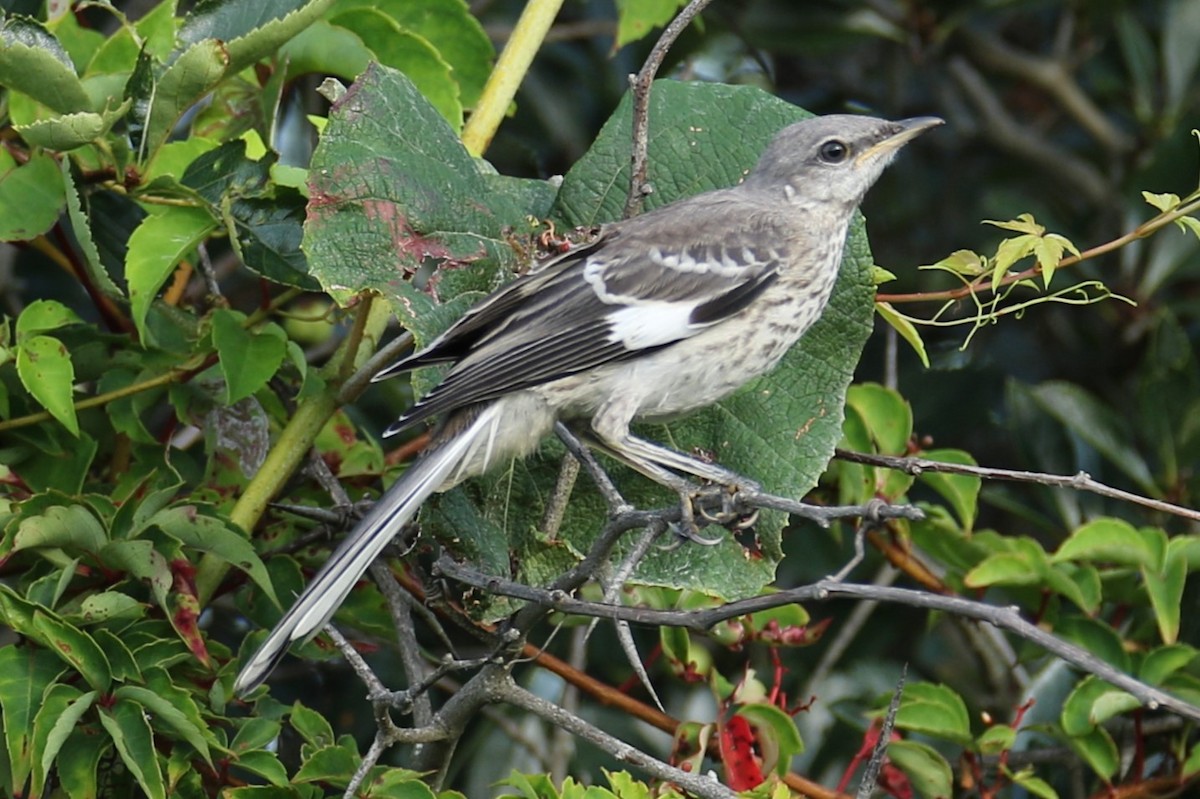 Northern Mockingbird - ML622126789