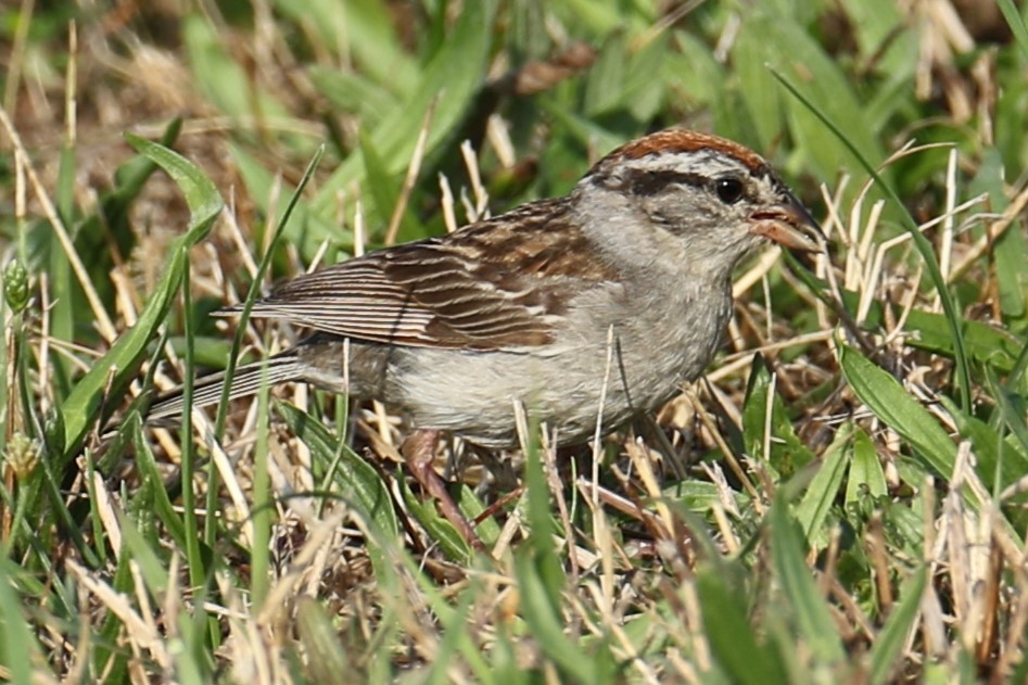 Chipping Sparrow - ML622126790