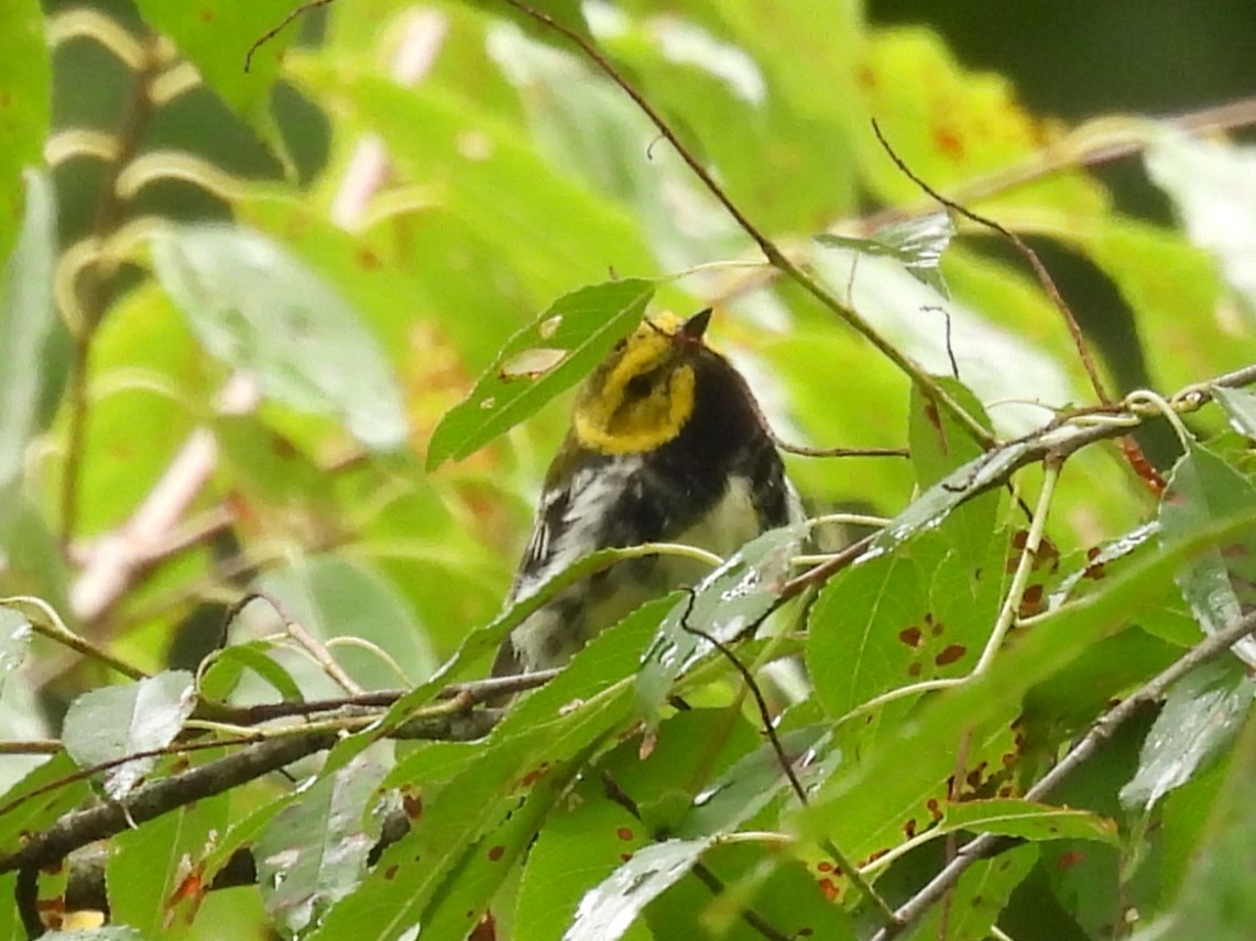 Black-throated Green Warbler - Judy McCord