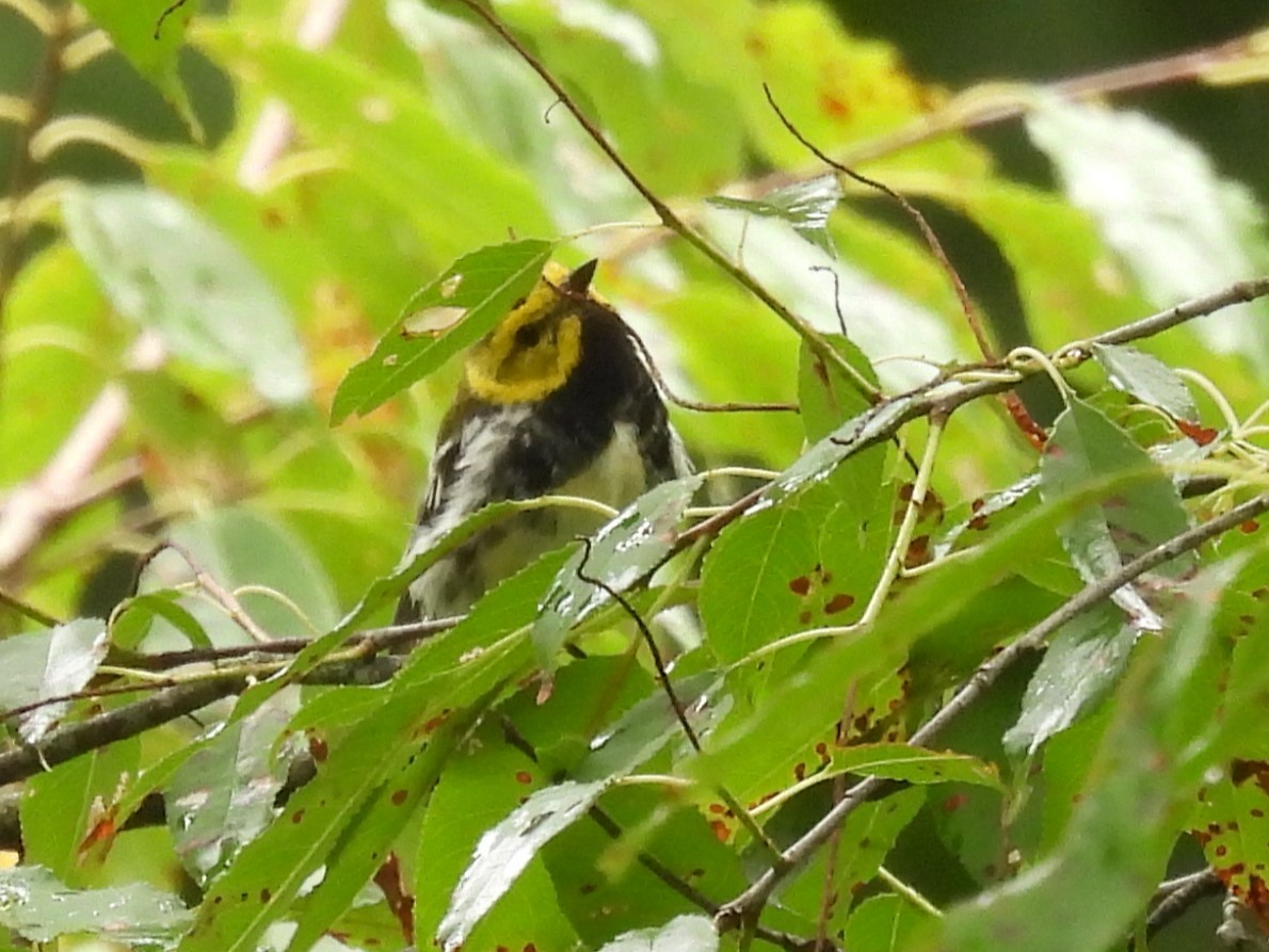 Black-throated Green Warbler - Judy McCord