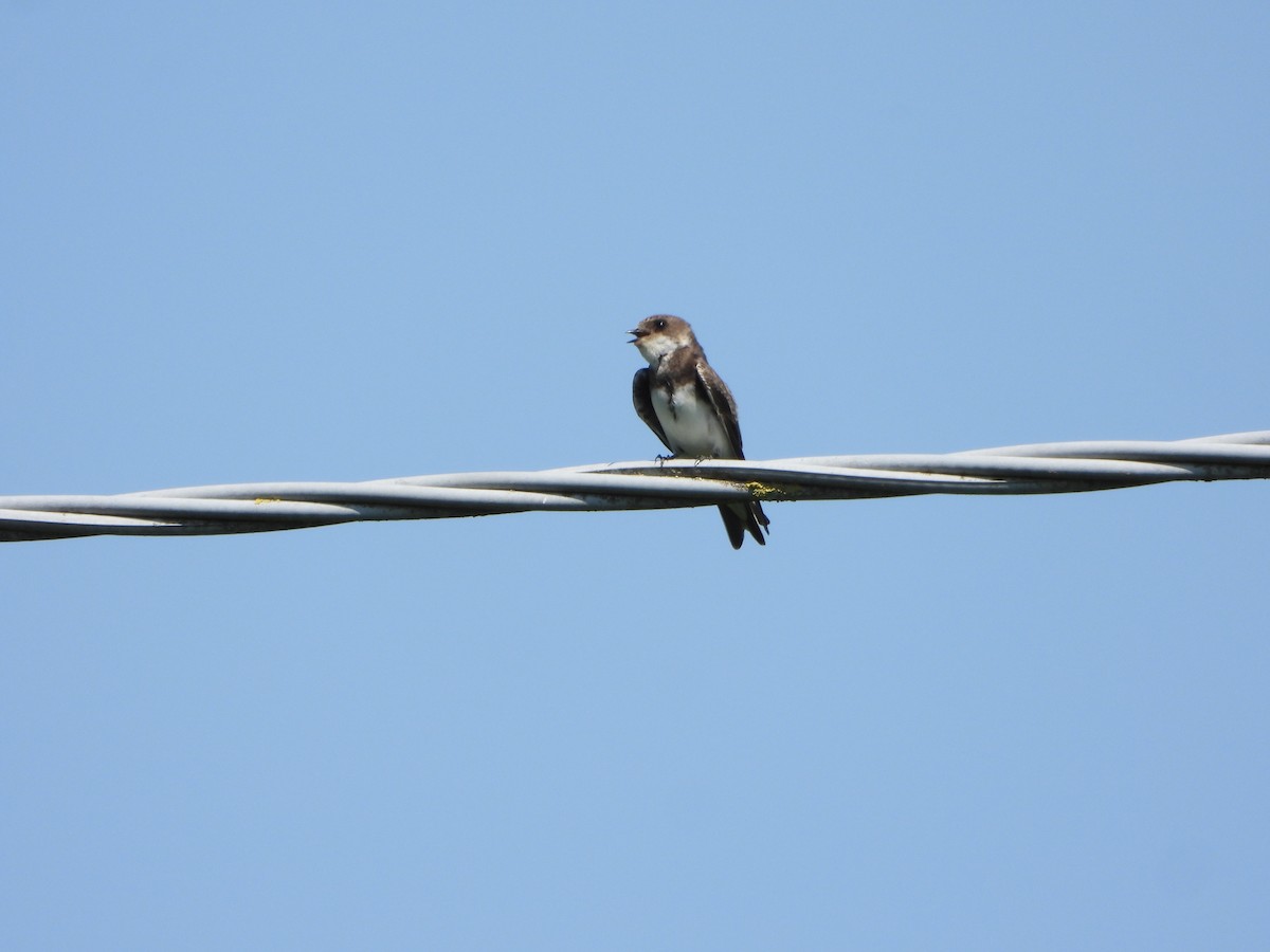 Bank Swallow - Fabio Consolino