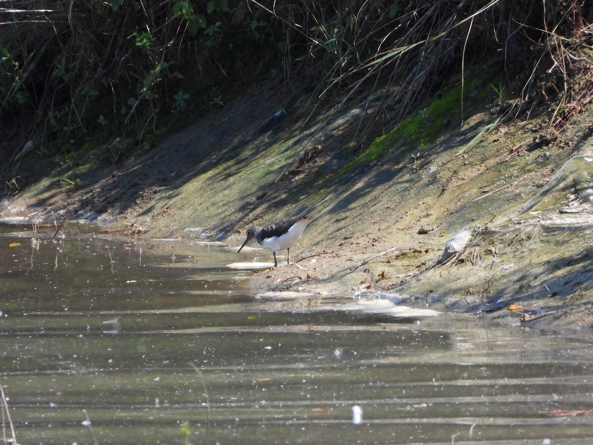 Green Sandpiper - ML622126816