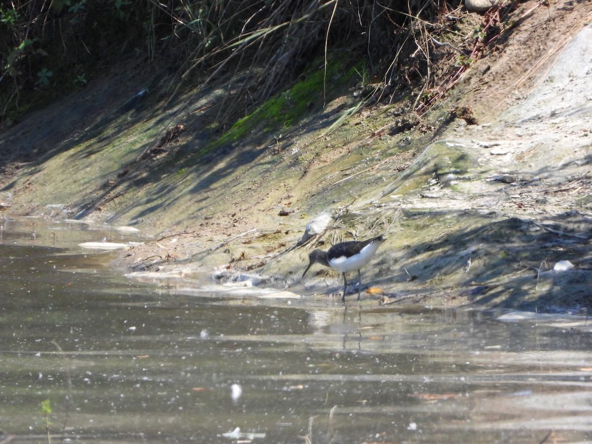 Green Sandpiper - ML622126817