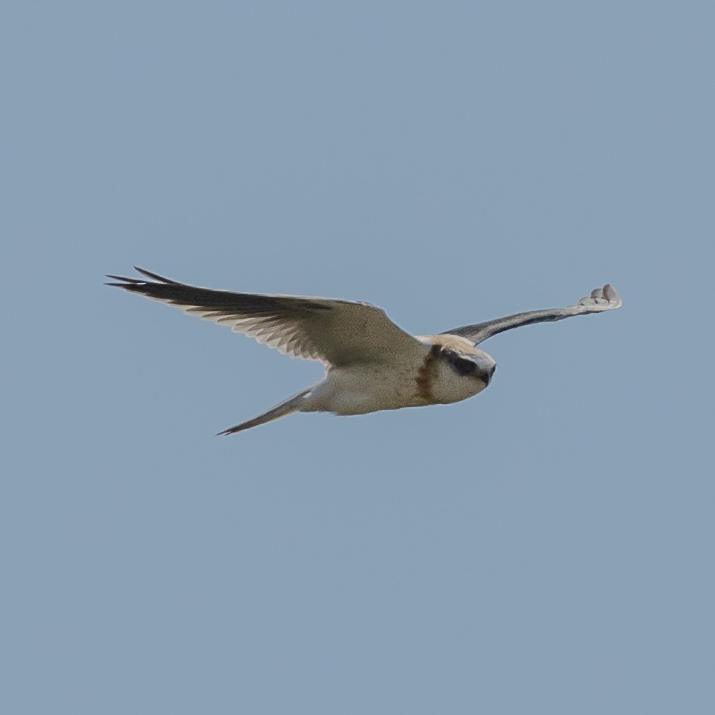 White-tailed Kite - ML622126828