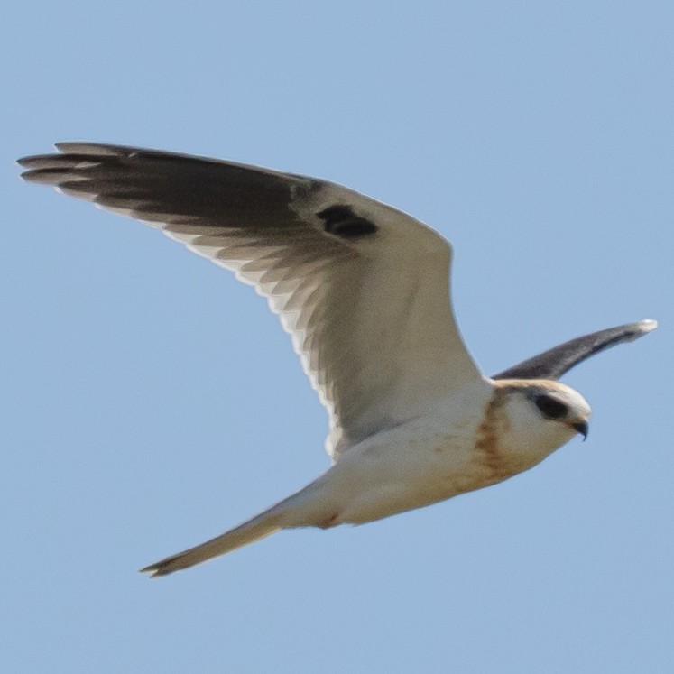 White-tailed Kite - ML622126831