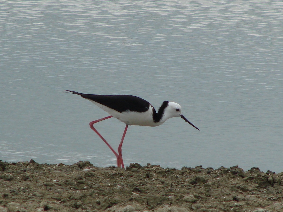 Pied Stilt - ML622126833