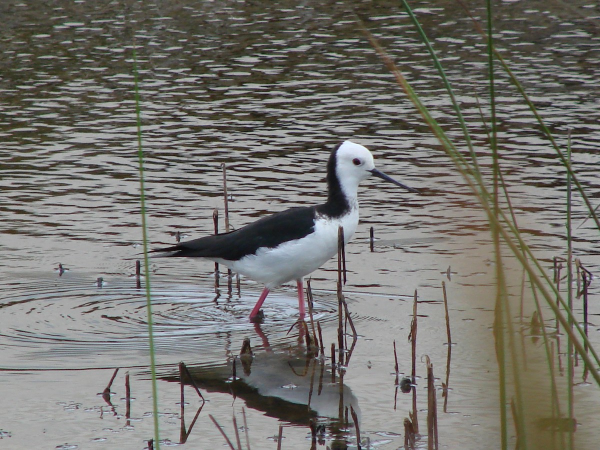 Pied Stilt - ML622126834