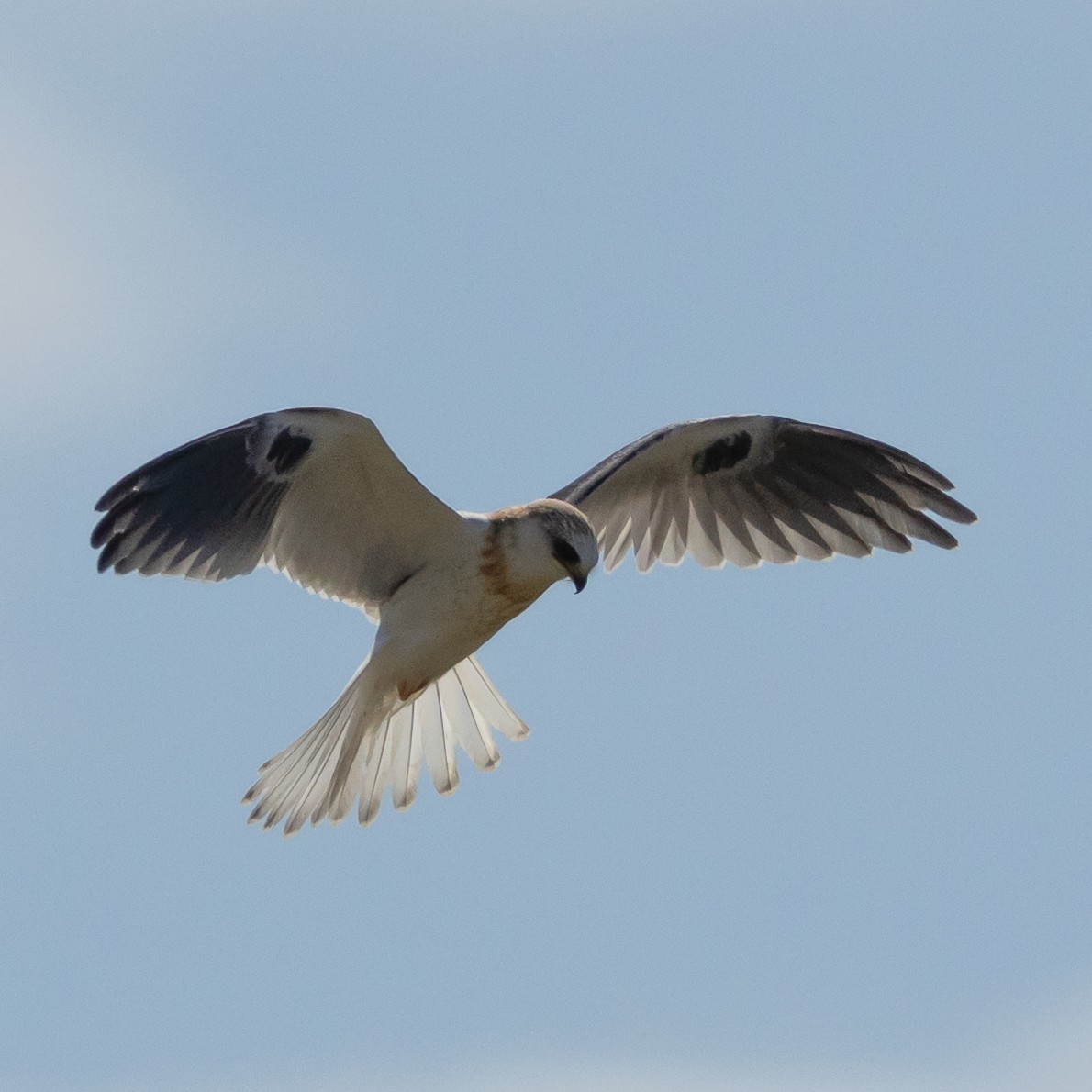 White-tailed Kite - ML622126837