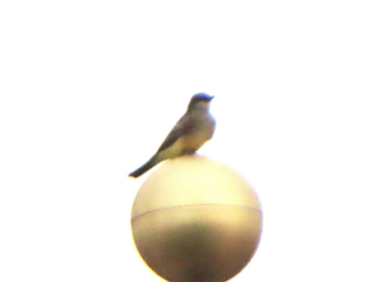 Cassin's Kingbird - ML622126845