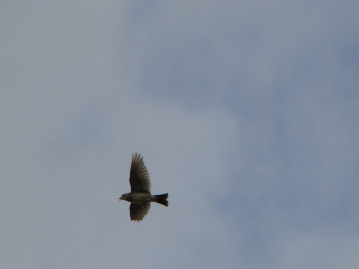 Eurasian Skylark - ML622126848