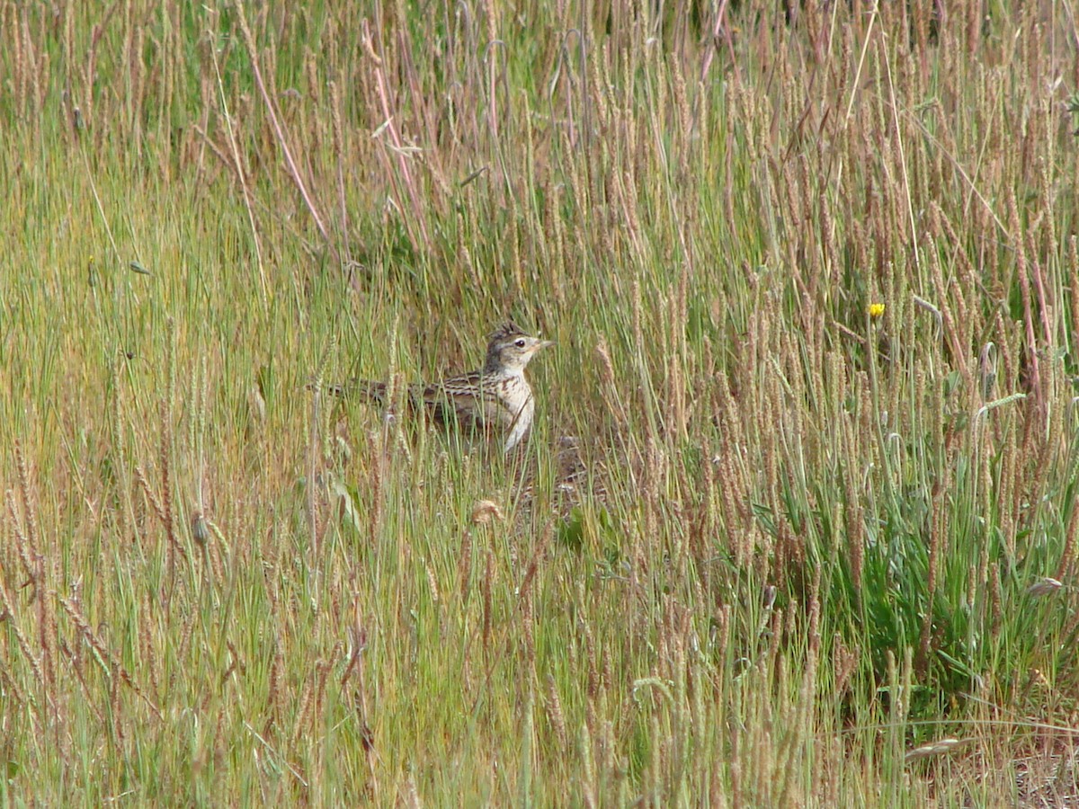 Eurasian Skylark - ML622126849