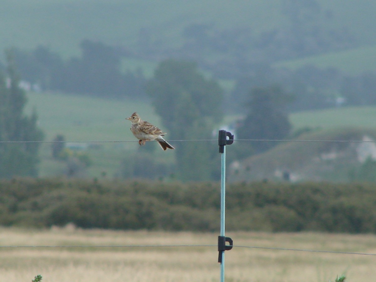 Eurasian Skylark - ML622126850