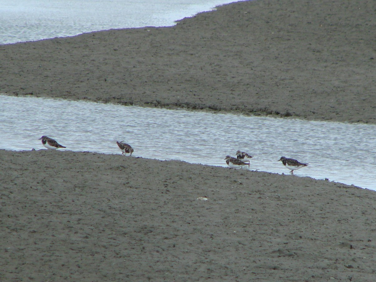 Ruddy Turnstone - ML622126852