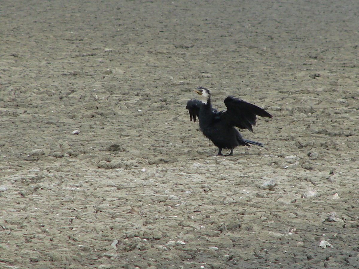 Little Pied Cormorant - ML622126853