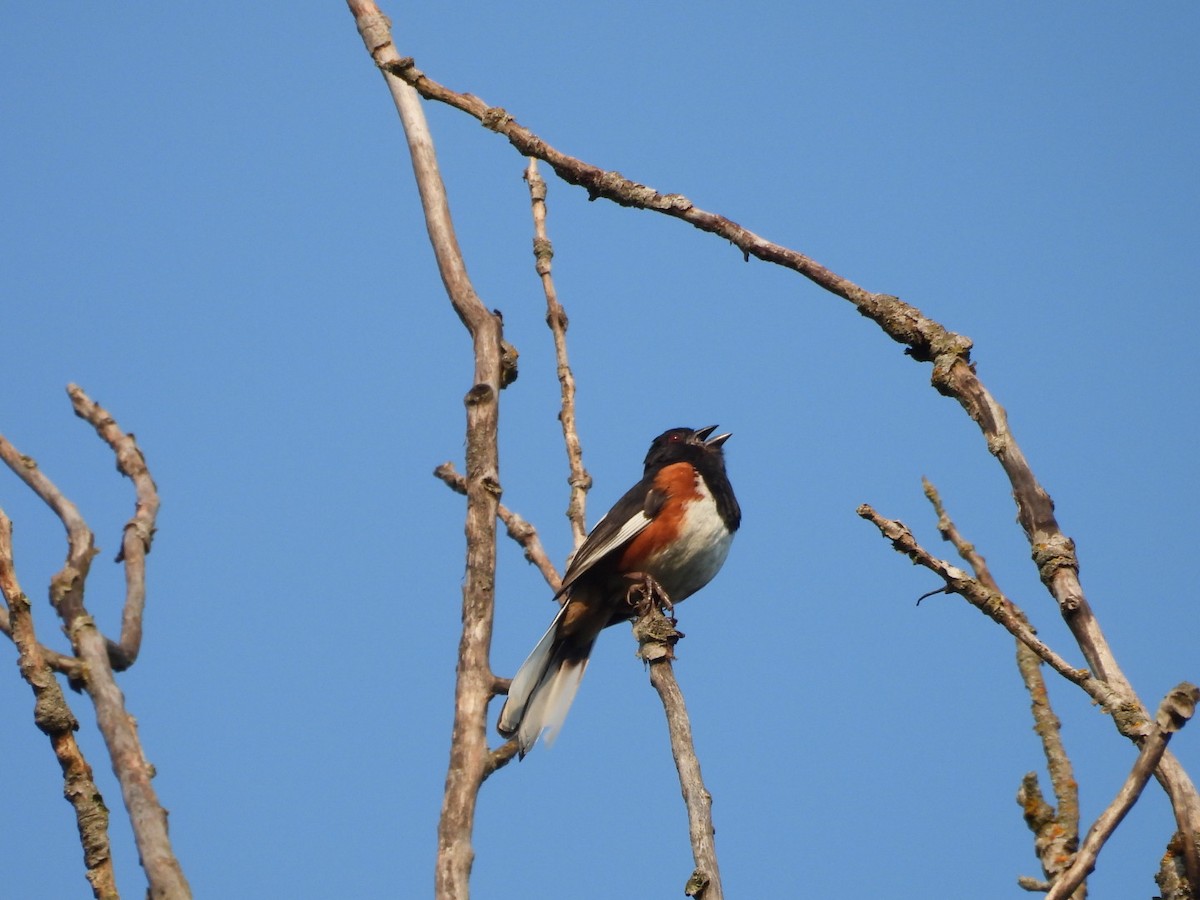 Eastern Towhee - ML622126857