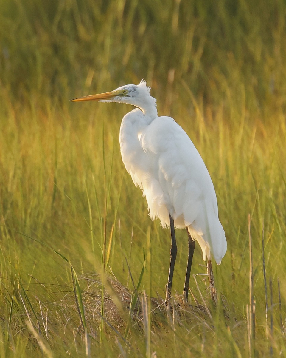 Great Egret - ML622126861