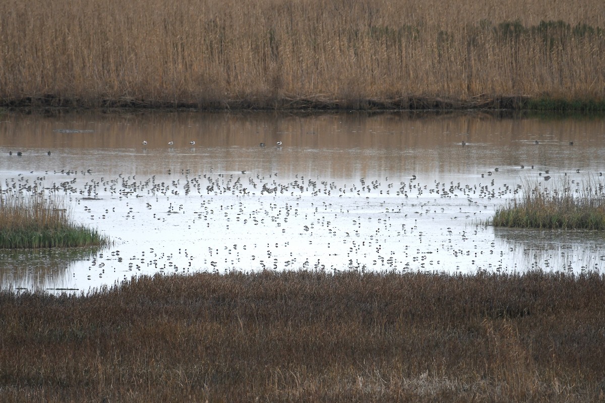 tanımsız Charadriiformes sp. - ML622126862