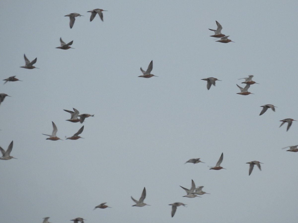 Bar-tailed Godwit - ML622126863