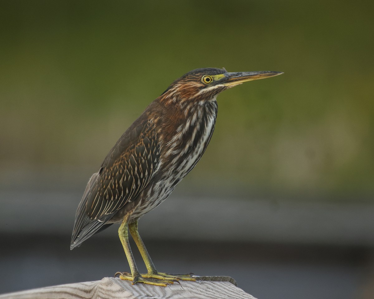 Green Heron - Pat Draisey