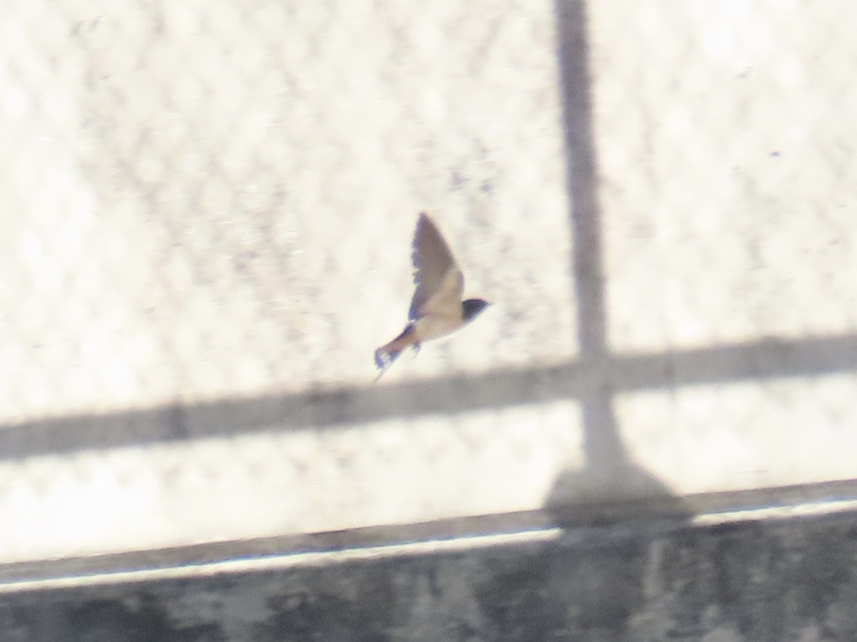 Barn Swallow - ML622126865