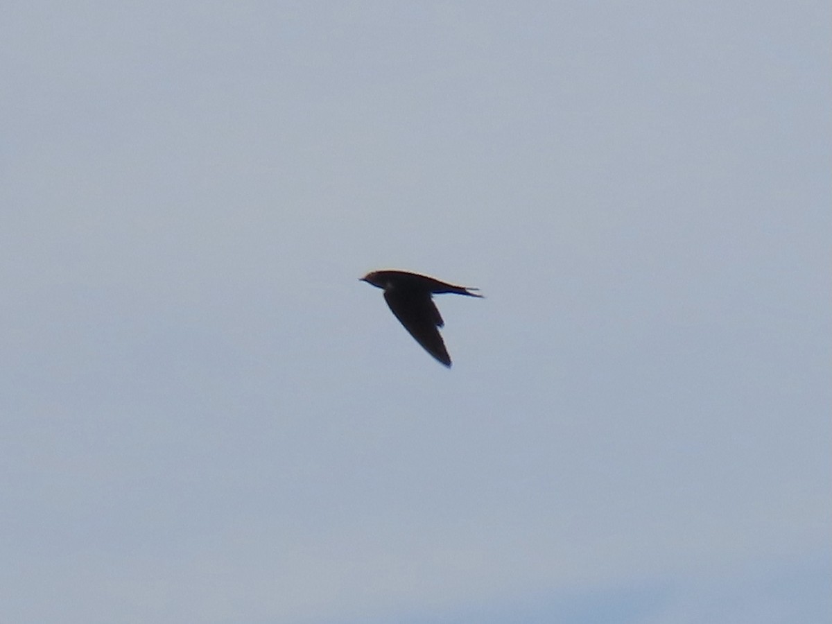 Barn Swallow - ML622126866