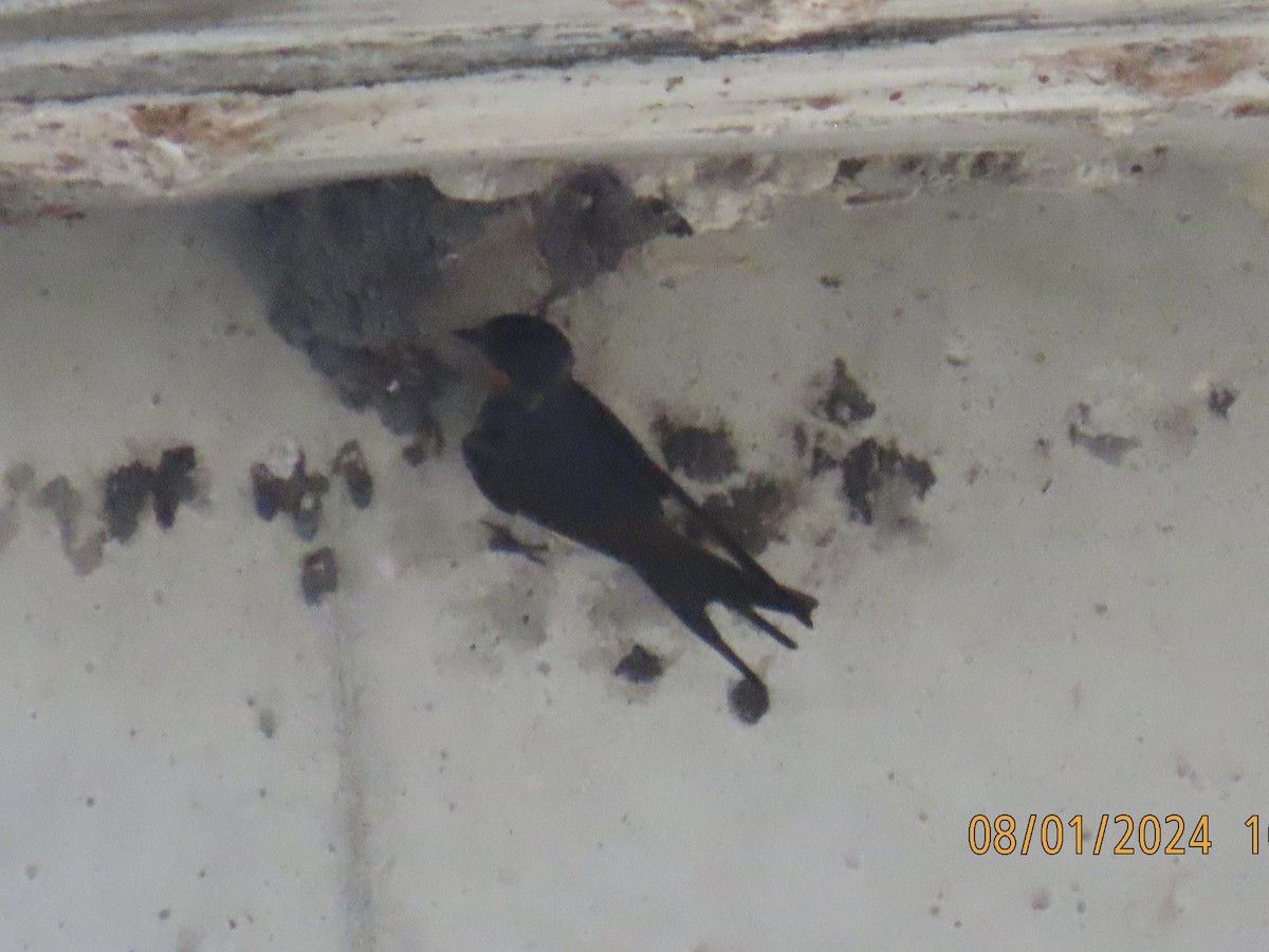 Barn Swallow - ML622126867