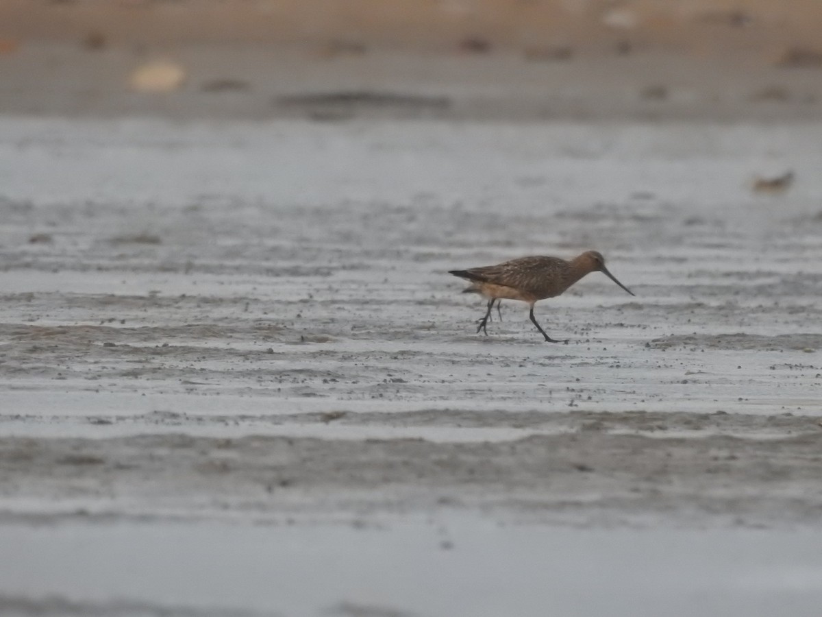 Bar-tailed Godwit - ML622126868