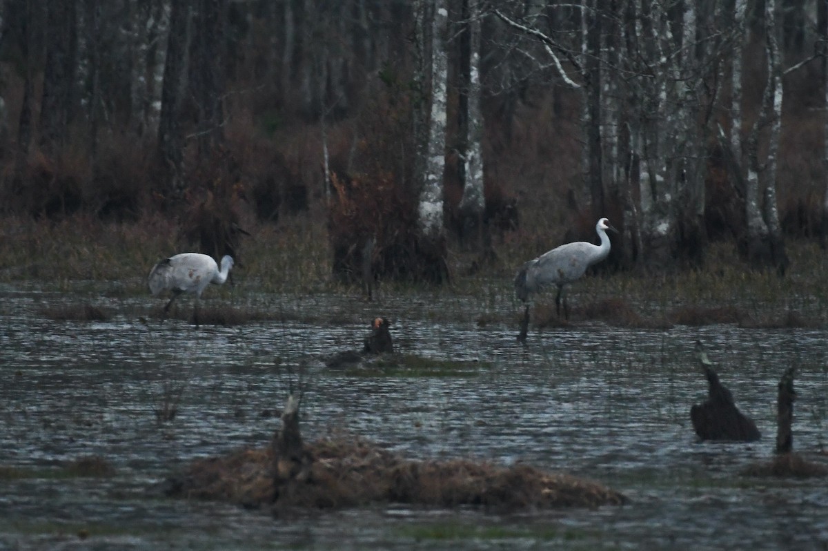 Sandhill Crane - ML622126870