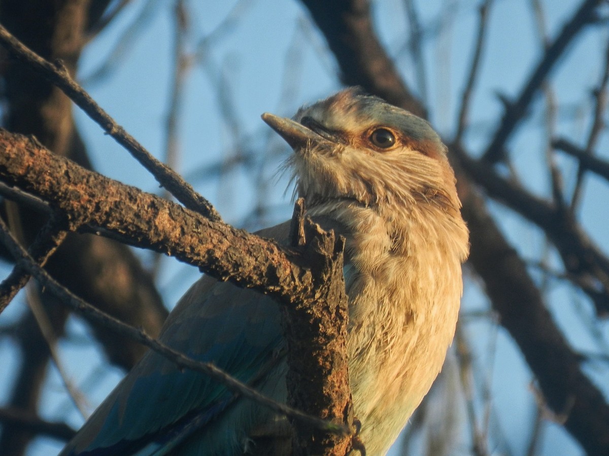 Indian Roller - ML622126871