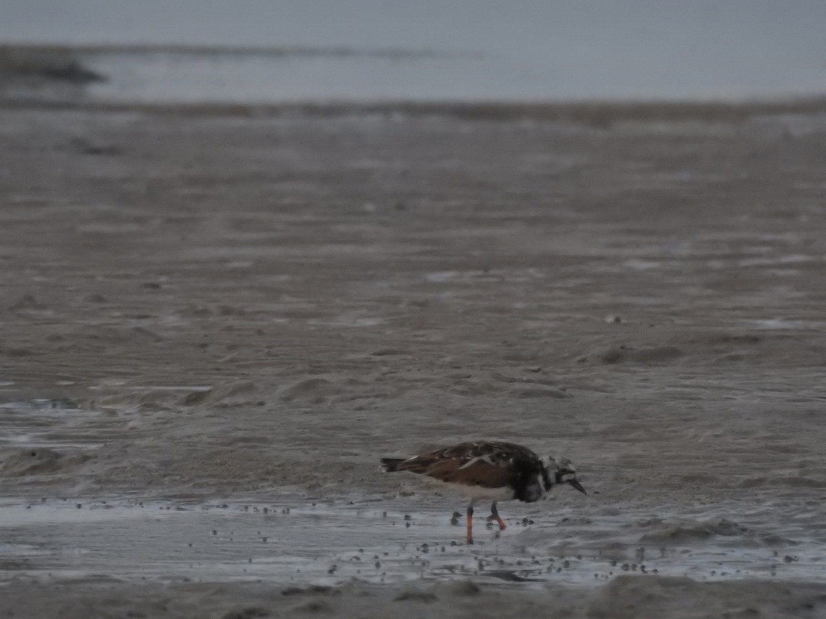 Ruddy Turnstone - ML622126872